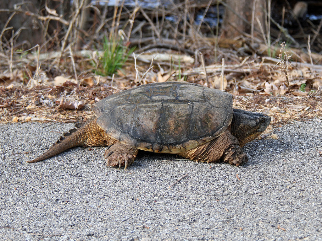 Chelydra serpentina Bijtschildpad