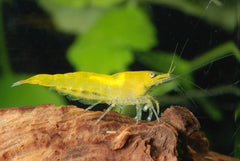 Neocaridina Davidi Yellow Fire - Citroen Garnaal