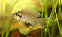 Lamp.-neolamprologus Brichardi
