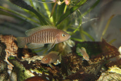 Lamp.-Neolamprologus Multifasciatus