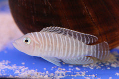 Lamp.-neolamprologus Similis