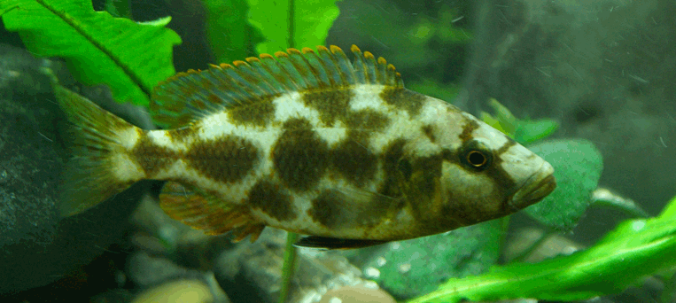 Nimbochromis livingstonii S Malawi Cichlide Livingstonii
