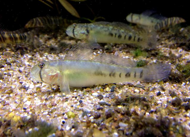 Oligolepis acutipennis M Sharptail goby