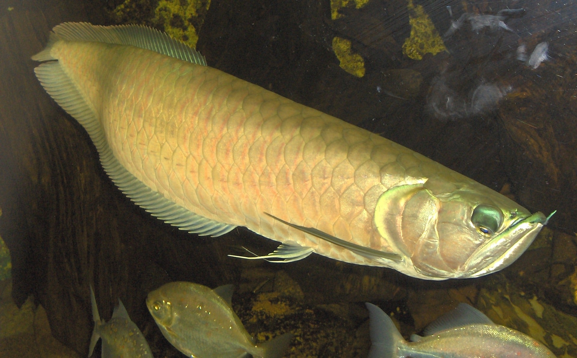 Osteoglossum Bicirrhosum Zilveren Arowana