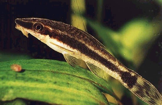 Otocinclus Affinis-Vitattus (Dwergalgeneter)