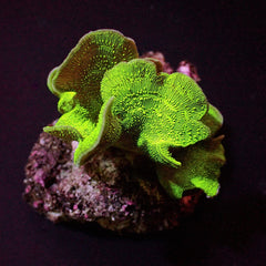 Pavona Cactus (Green)