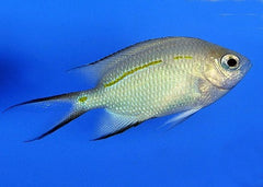 Acanthochromis Polyacanthus
