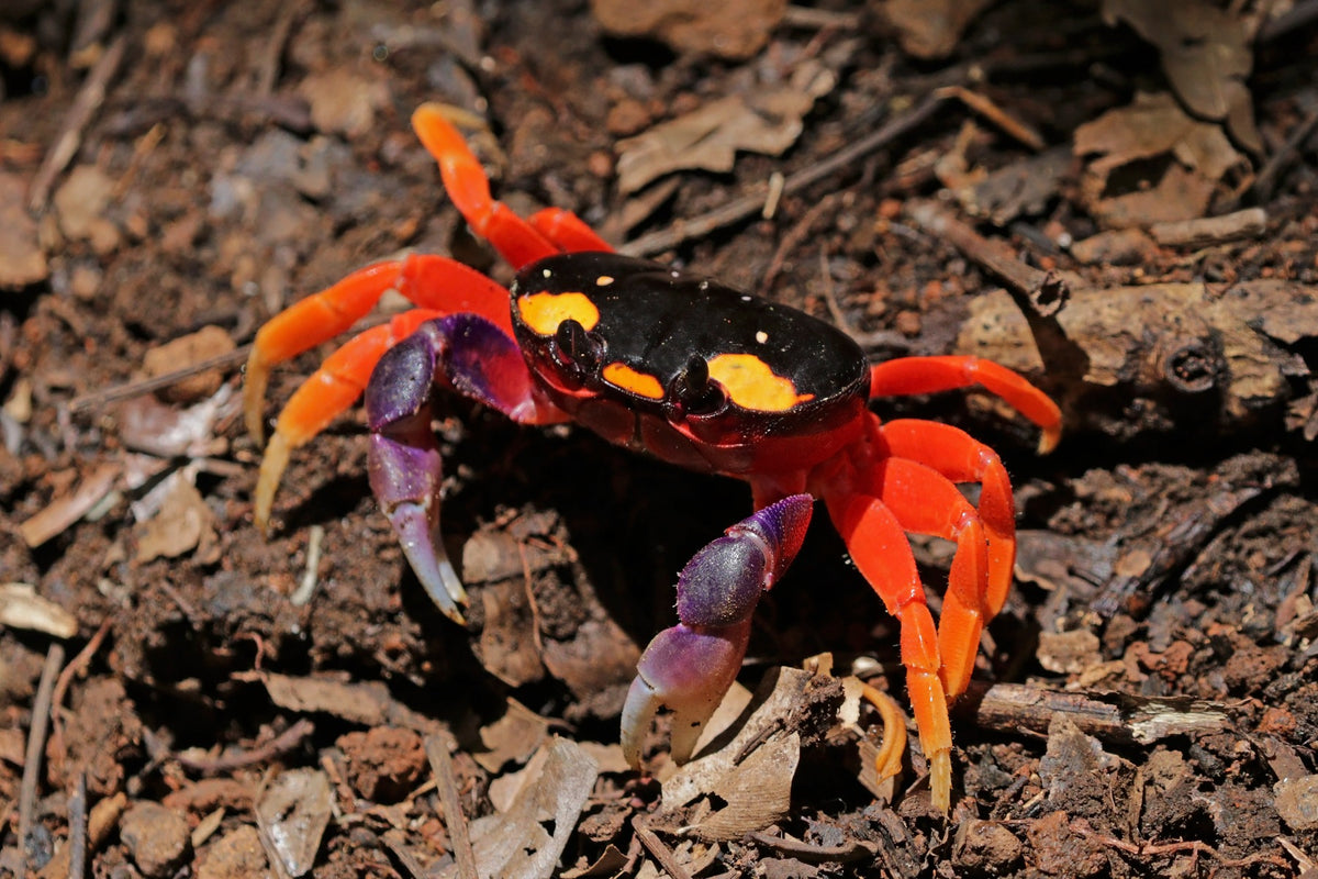 Gecarcinus Quadratus (Halloween Krab)