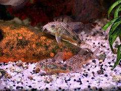 Corydoras Paleatus Longfin S Gevlekte Pantsermeerval Sluier
