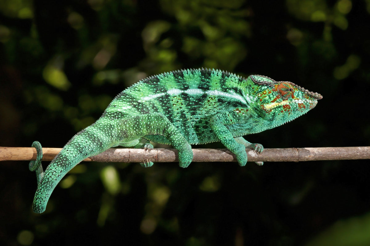 Furcifer pardalis "Tamatave"
