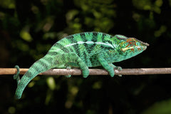 Furcifer pardalis "Tamatave"