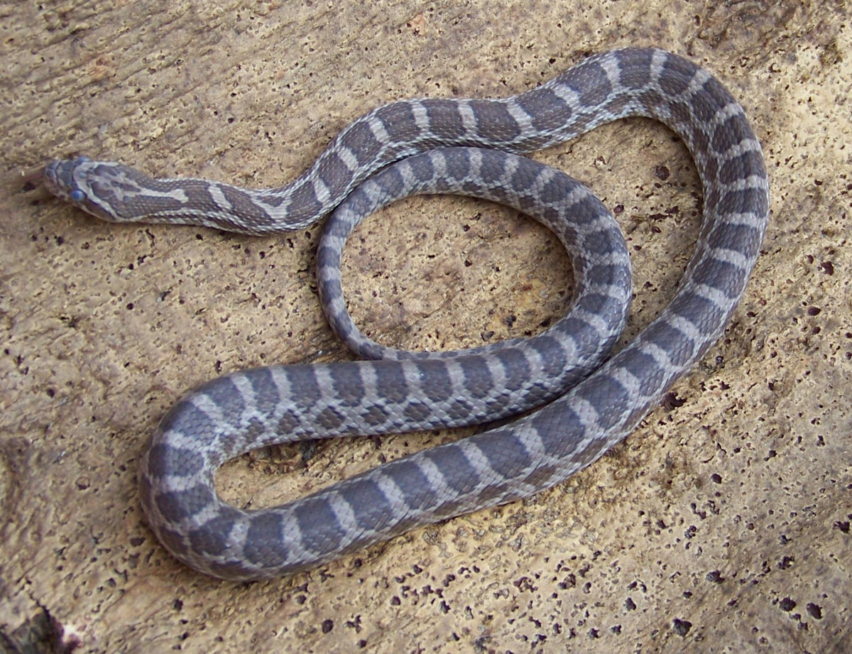 Pantherophis emory