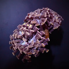 Euphyllia paraancora (Orange-Pink) Indo.