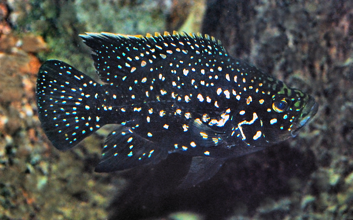 Paratilapia polleni
