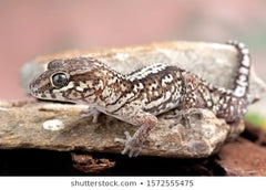 Paroedura picta