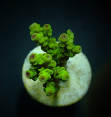 Acropora florida