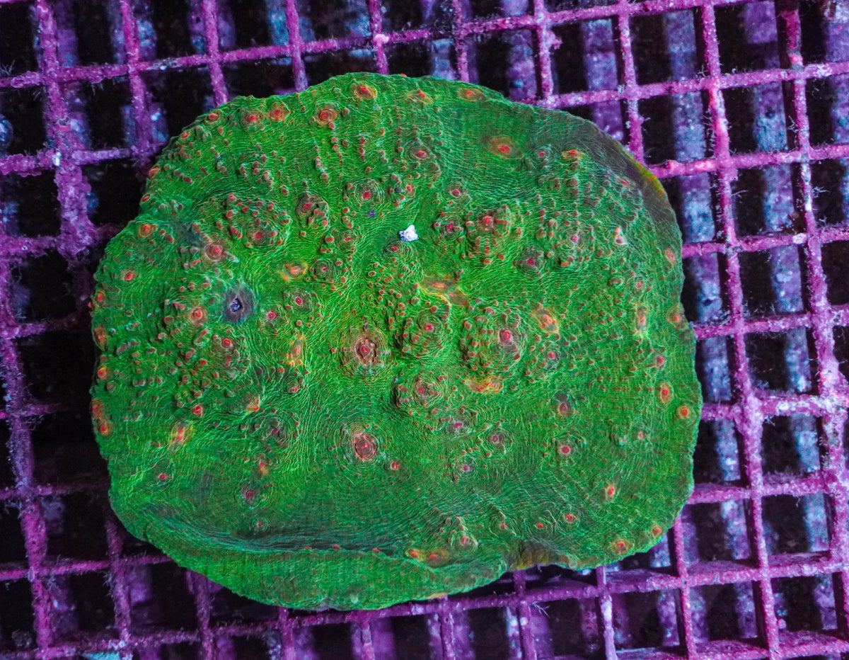 Mycedium spp. (Green - edge)