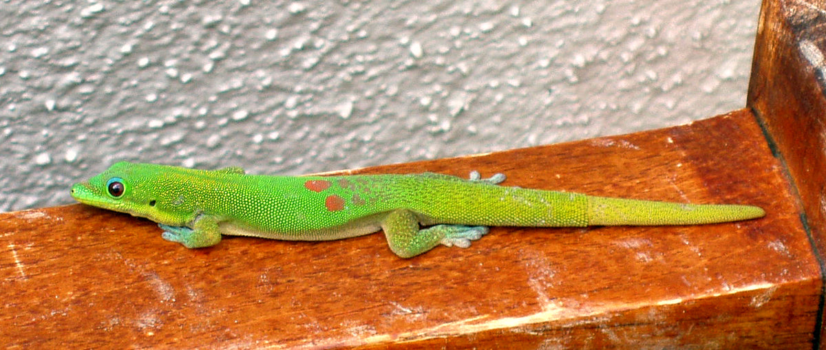 Phelsuma laticauda M