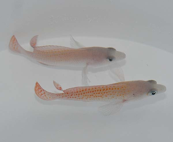 Pholidochromis Cerasina