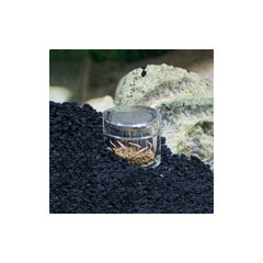 HOBBY PLANARIA X