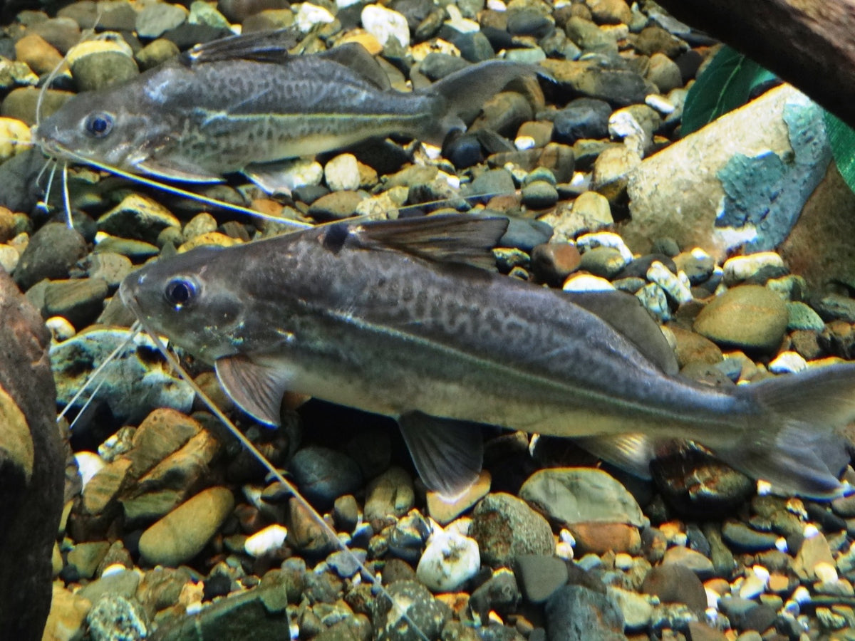 Pimelodus ornatus Antennemeerval Zuid-Amerika