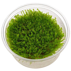 Plagiomnium Affine - In Vitro Cup