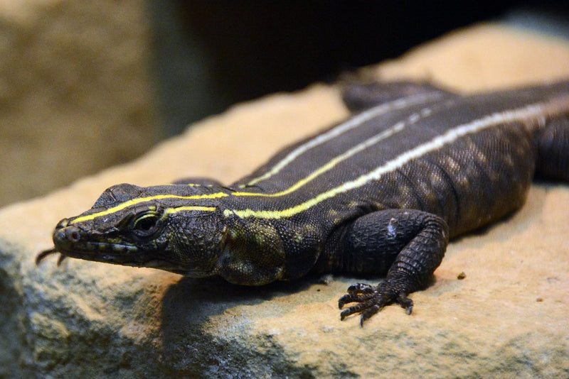 Platysaurus imperator