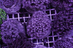 Goniopora spp. Blue-Purple (DJM GROWN)