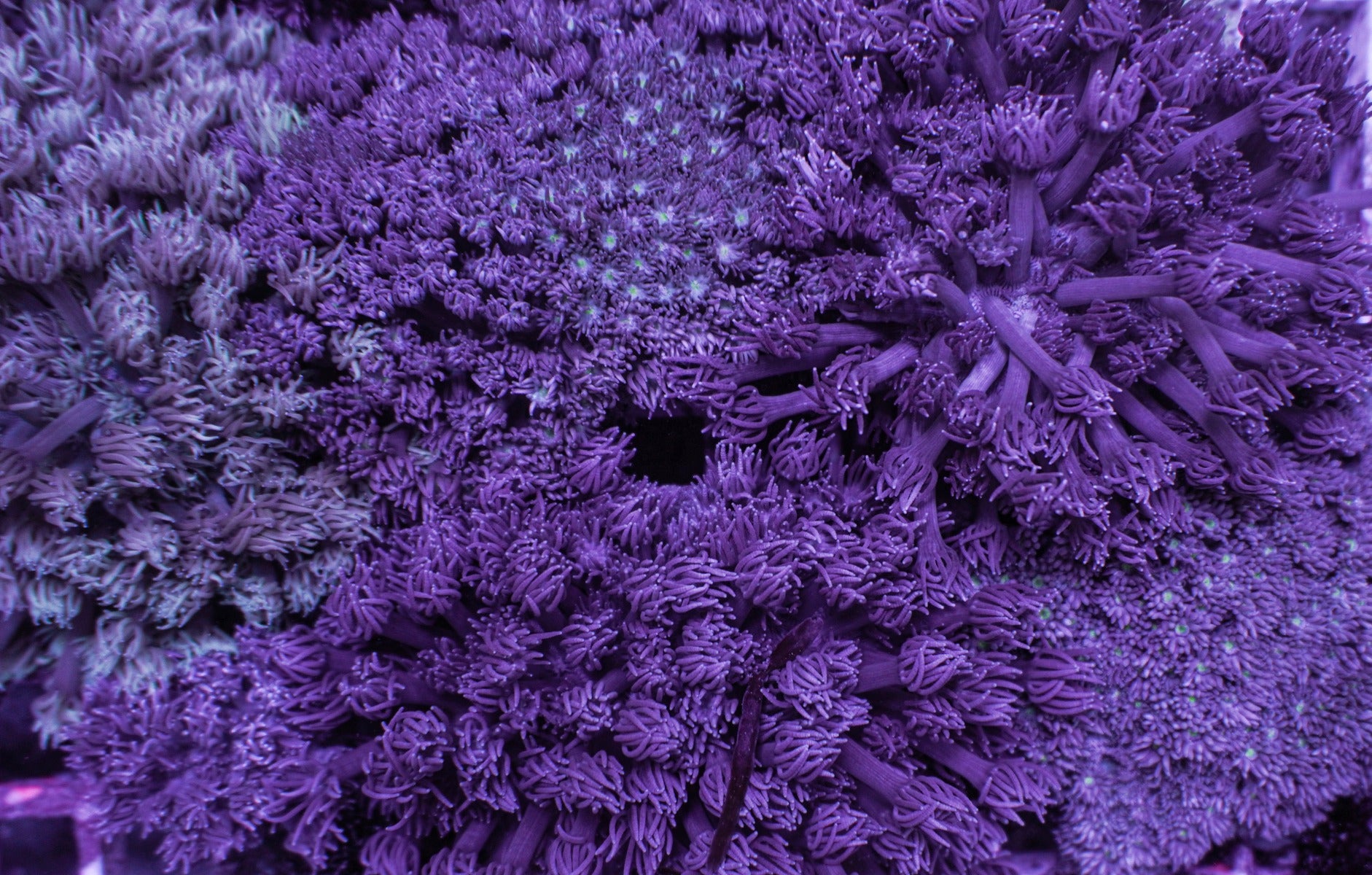 Goniopora spp. Blue-Purple (DJM GROWN)