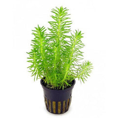 Pogostemon Erectus