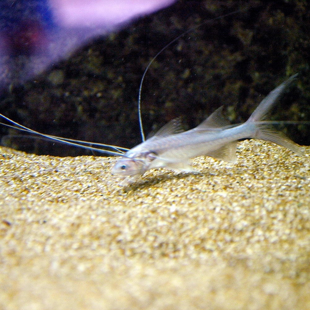 Polynemus Multifilis