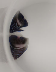 Pomacanthus maculosus (White bar) tank bred S