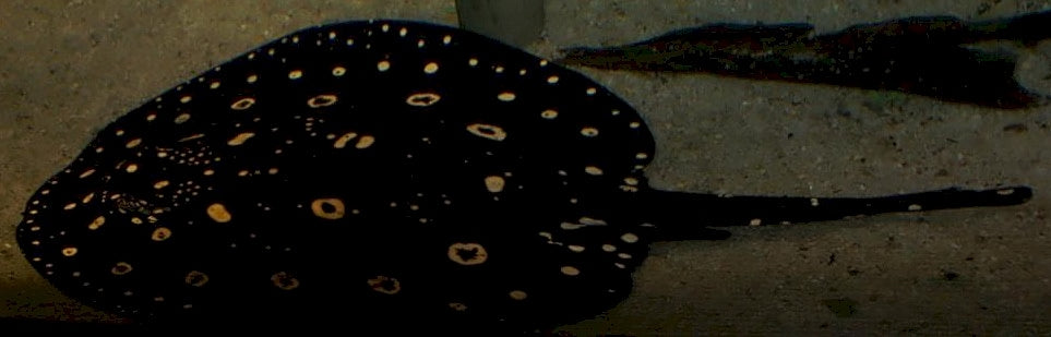 Potamotrygon leopoldi - Witgevlekte zoetwaterrog