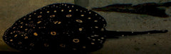 Potamotrygon leopoldi - Witgevlekte zoetwaterrog