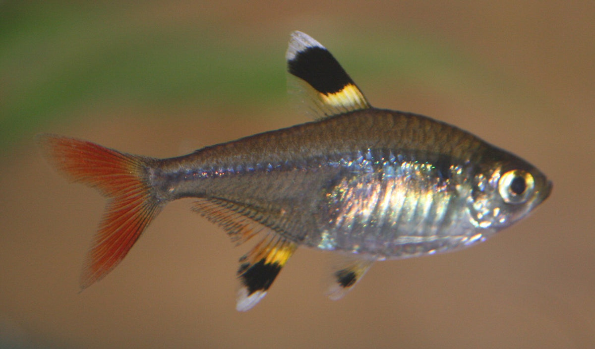 Pristella Maxillaris