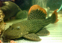 Pseudacanthicus Leopardus L600