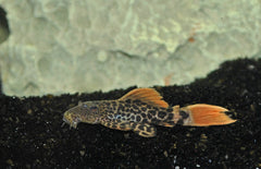 Pseudacanthicus Leopardus L600