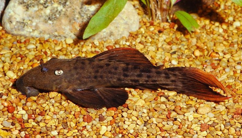 L025 Pseudacanthicus Pirarara