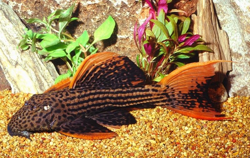 L025 Pseudacanthicus Pirarara