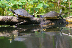 Pseudemys floridana peninsularis