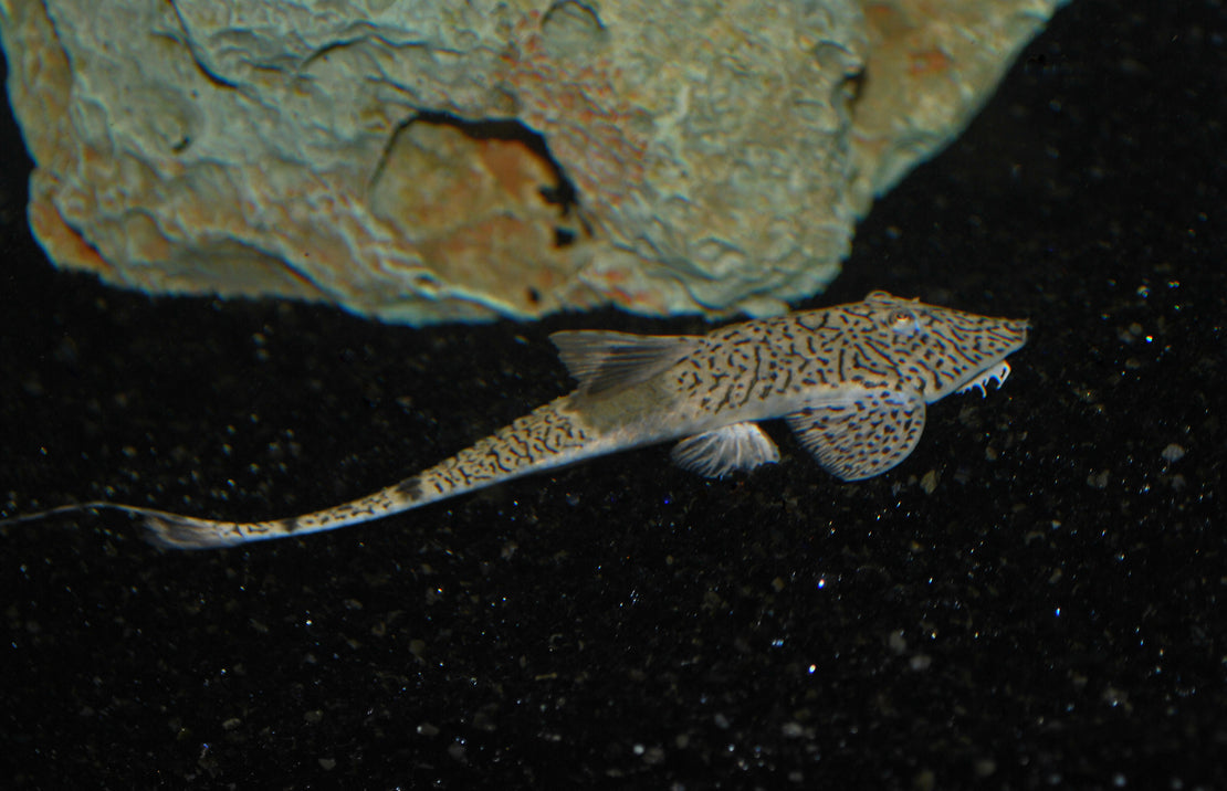 Pseudohemiodon Sp. Marbled XL Kameleon Zweepstaart Marbled
