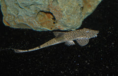 Pseudohemiodon Sp. Marbled XL Kameleon Zweepstaart Marbled