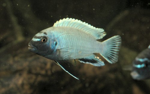 Pseudotropheus sp. Polit