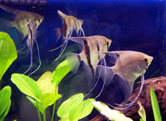 Pterophyllum scalare Maanvis Blank