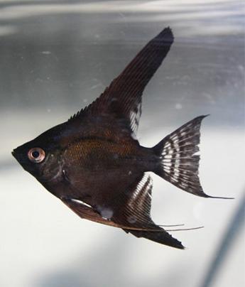 Pterophyllum scalare Maanvis Zwart