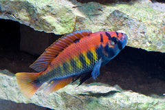 Haplochromis nyererei