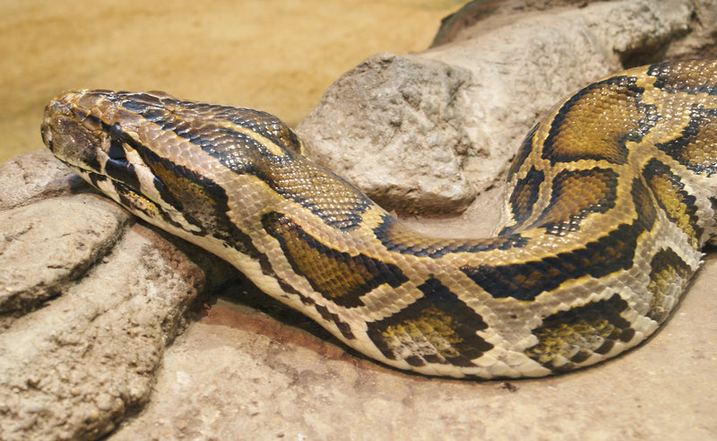 Python molurus bivittatus