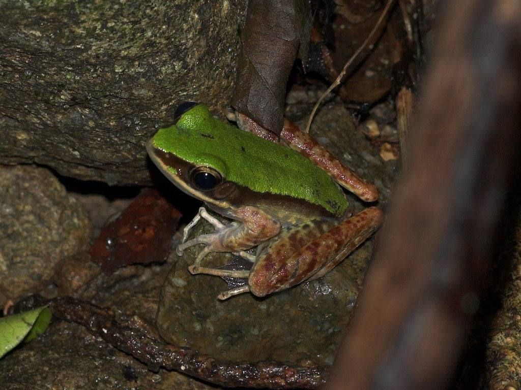 Rana livida
