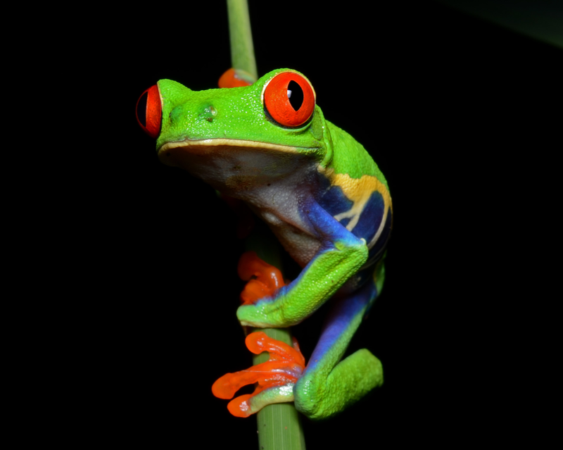 Agalychnis Callidryas (Roodoogmakikikker)