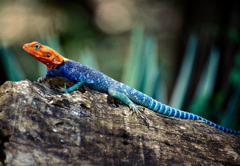 Agama agama